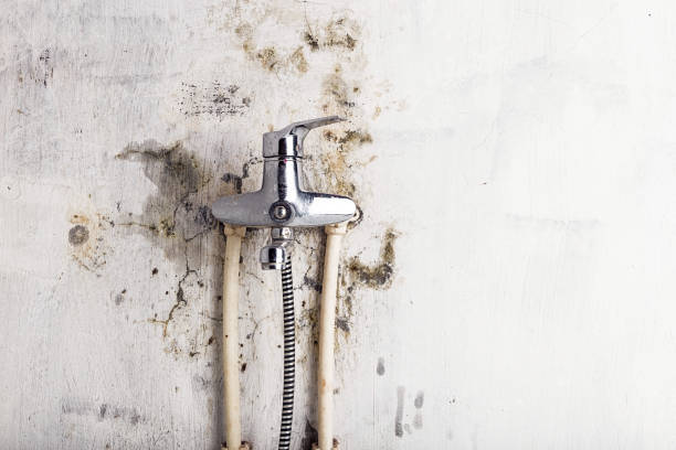 Best Mold Removal Near Me  in Las Vegas, NV