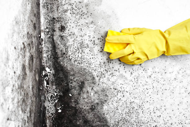 Best Residential Mold Removal  in Las Vegas, NV