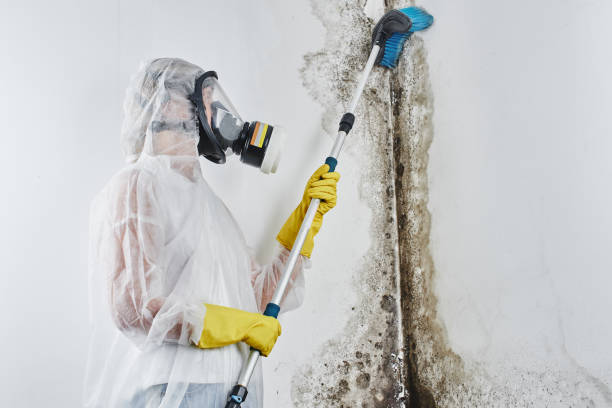 Best Mold Testing  in Las Vegas, NV