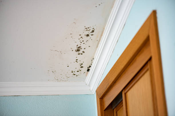 Reliable Las Vegas, NV Mold Removal Solutions