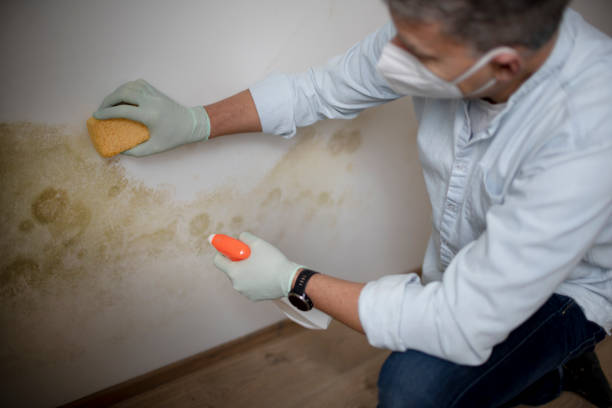 Best Black Mold Removal  in Las Vegas, NV