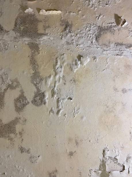 Best Best Mold Removal Companies  in Las Vegas, NV