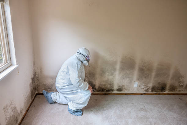 Best Crawl Space Mold Removal  in Las Vegas, NV