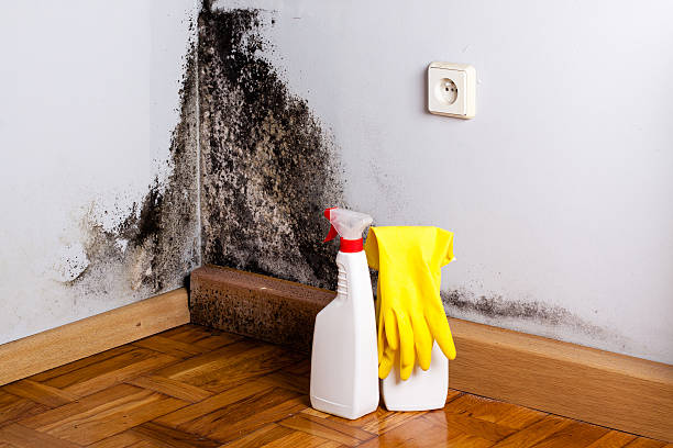 Best Commercial Mold Removal  in Las Vegas, NV