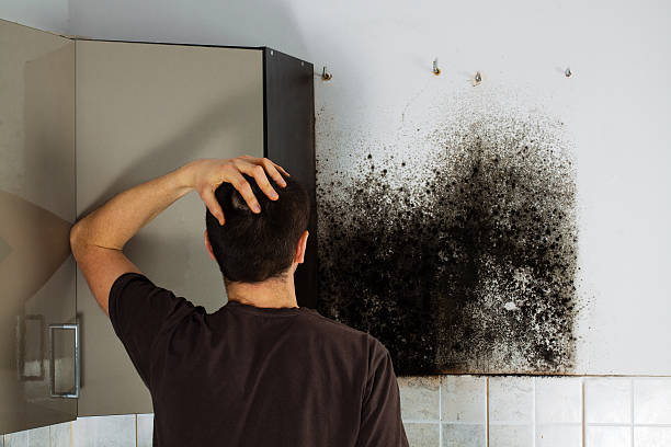 Best Mold Cleaning Services  in Las Vegas, NV
