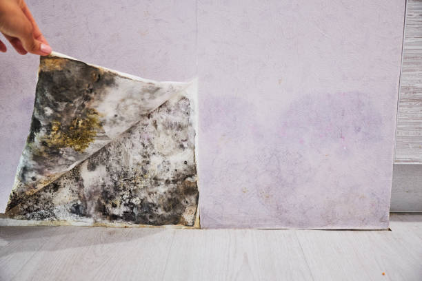 Best Black Mold Removal  in Las Vegas, NV